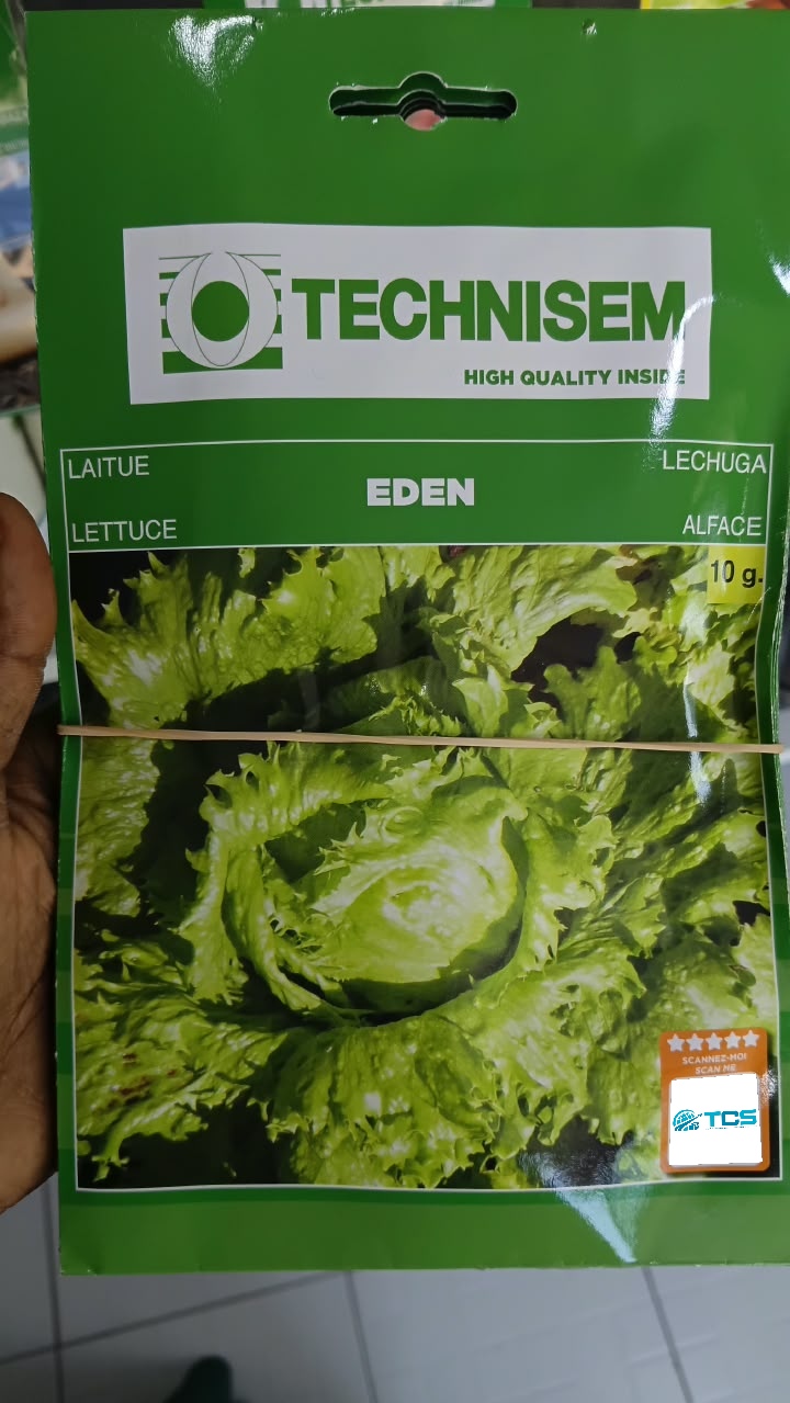 Laitue Iceberg Eden