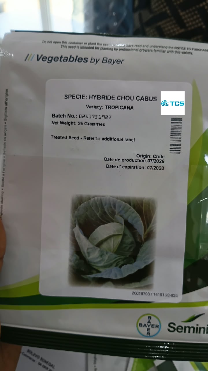 Chou cabus hybride Tropicana