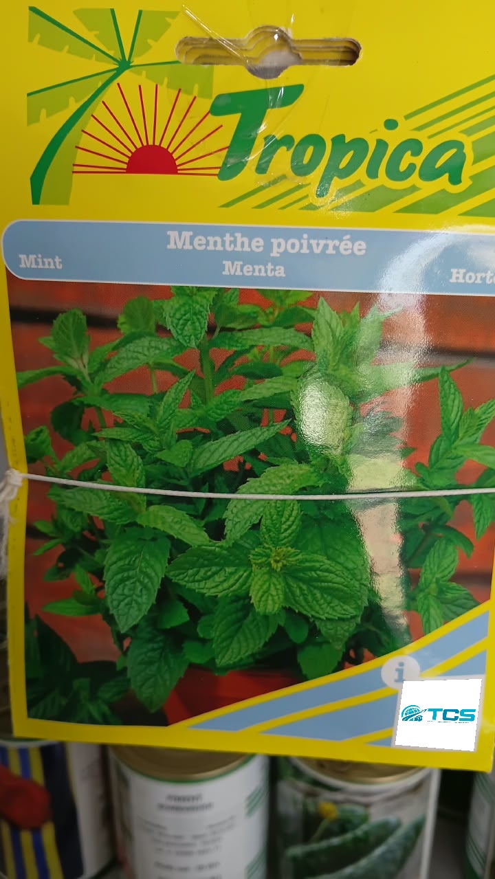 Menthe poivrée