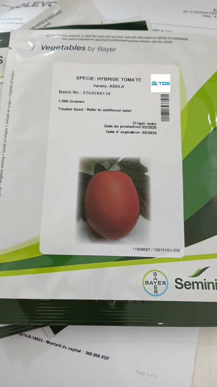 Tomate hybride Assila