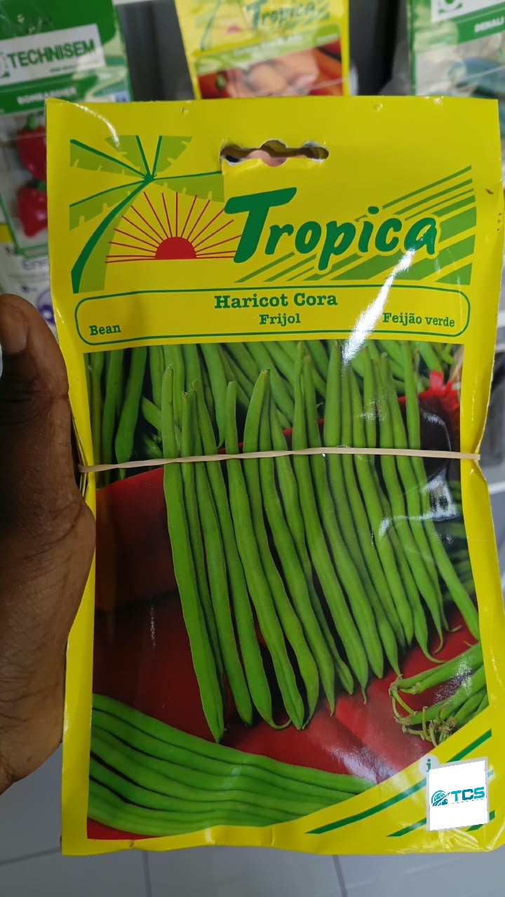Haricot vert Cora